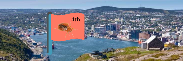 Bed_Bugs_Newfoundland_St_John_s_1