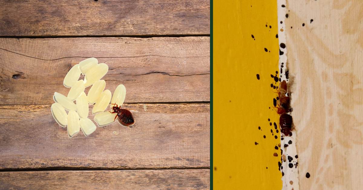 Bed bug eggs on wood