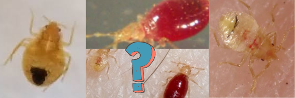 Bed_Bug_Larvae_Everything_You_Need_to_Know_1