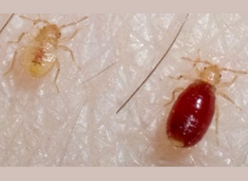 Bed_Bug_Larvae_Everything_You_Need_to_Know_4