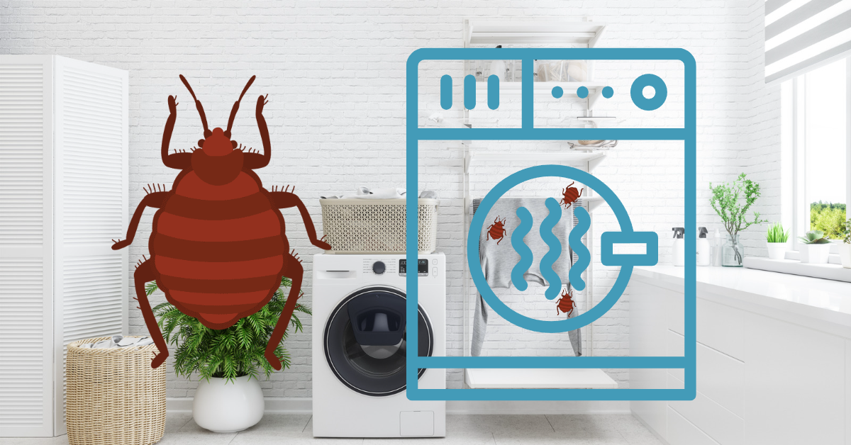 Do Bed Bugs Die in the Dryer