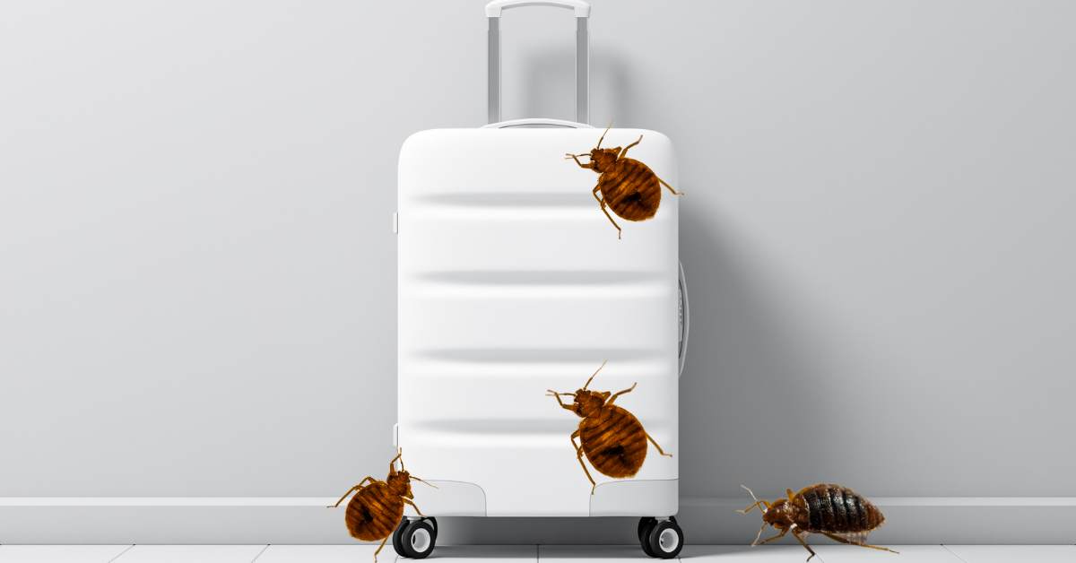 How To Check Luggage For Bed Bugs: A Step-by-Step Guide ...