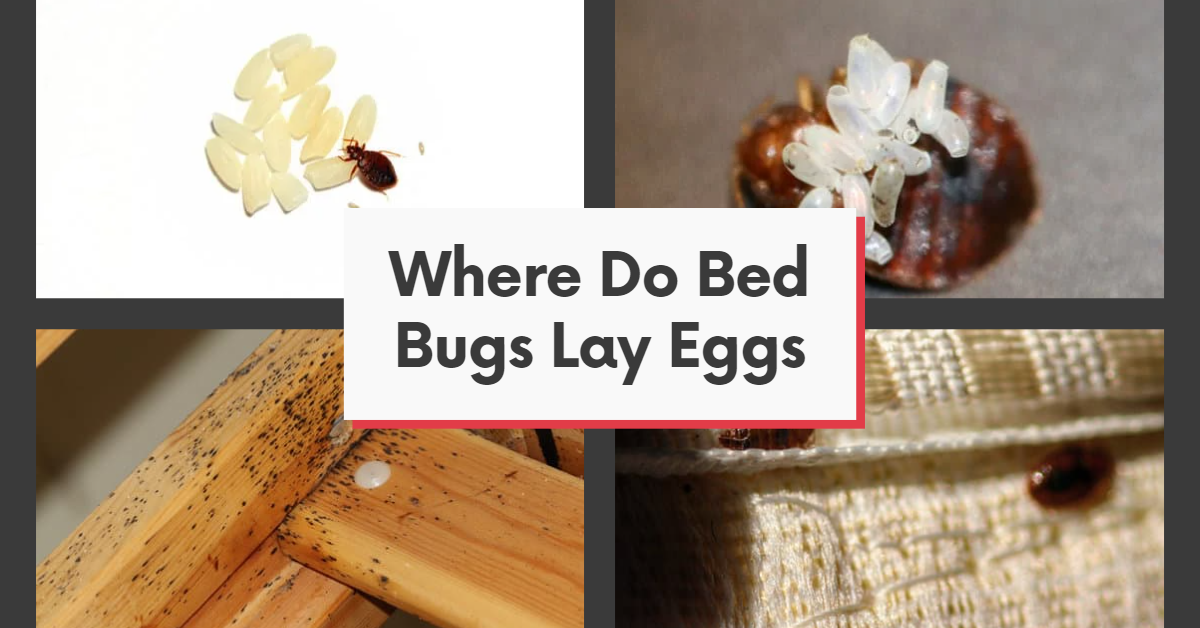 Where Do Bed Bugs Lay Eggs