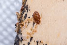 bed-bug-eggs-pictures-2