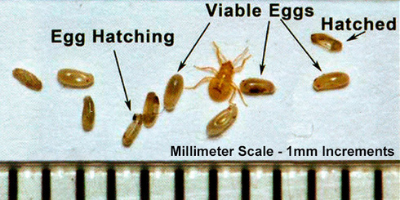 picture-of-bed-bug-eggs