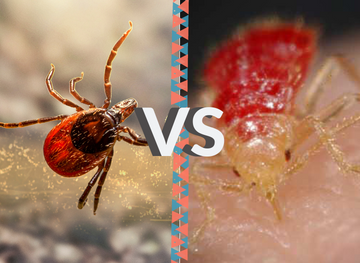 ticks_vs_bed_bugs