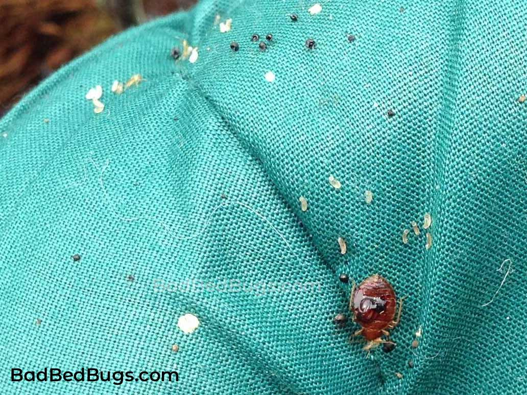 check_box_spring_for_eggs_and_baby_bed_bugs