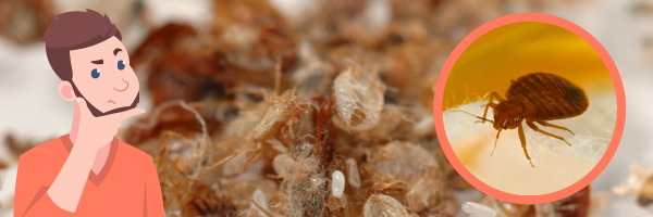 Are Bed Bug Feces Hard or Soft?