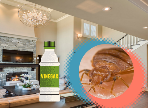 Bed_Bugs_and_Vinegar_Will_the_Acidity_of_Vinegar_Kill_Bed_Bugs_1
