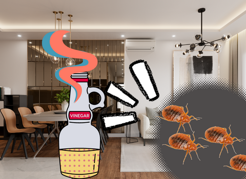 Bed_Bugs_and_Vinegar_Will_the_Acidity_of_Vinegar_Kill_Bed_Bugs_2