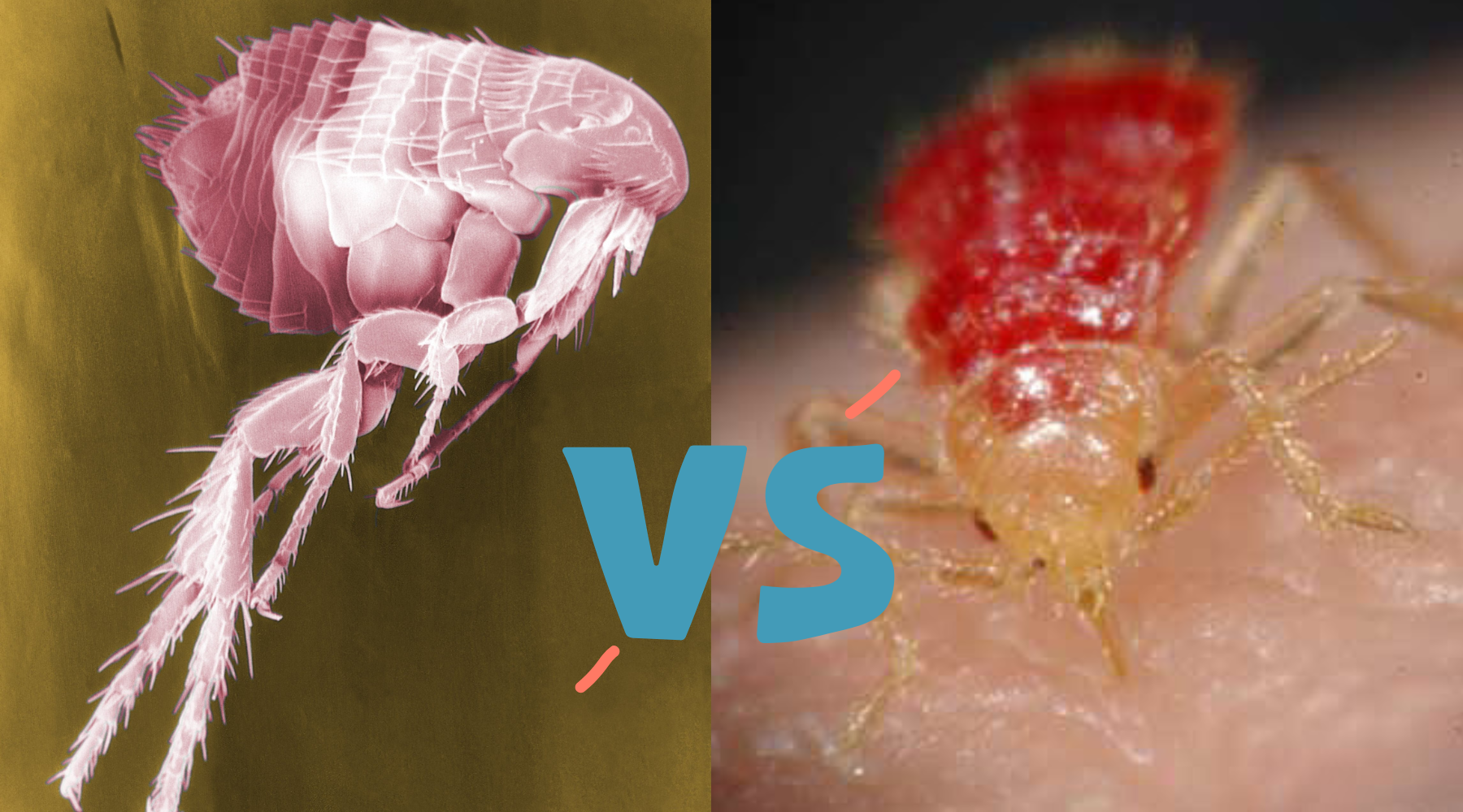 Head_to_Head_Comparison_Bed_Bugs_vs_Fleas_What_You_Need_to_Know_feature