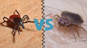 Ticks_and_Bed_Bugs_Are_They_Related-feature