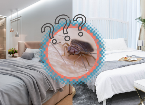 Will_Bed_Bugs_Stay_in_One_Room_3