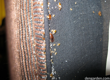 unhatched_bed_bug_eggs