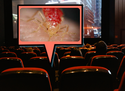 Bed_Bugs_in_Movie_Theatres_2