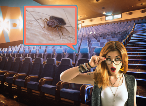 Bed_Bugs_in_Movie_Theatres_3