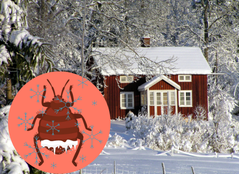 Can_Bed_Bugs_Survive_the_Winter_1