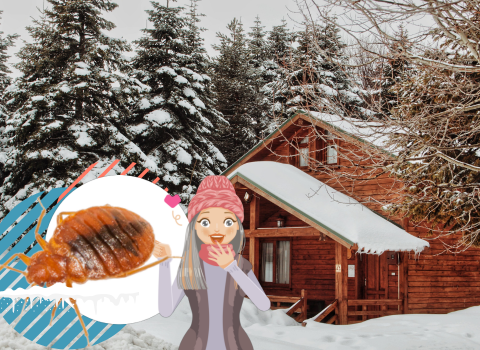 Can_Bed_Bugs_Survive_the_Winter_6