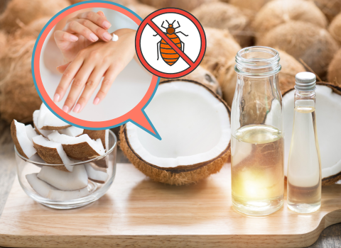 Does_Coconut_Oil_Keep_Bed_Bugs_Away_3