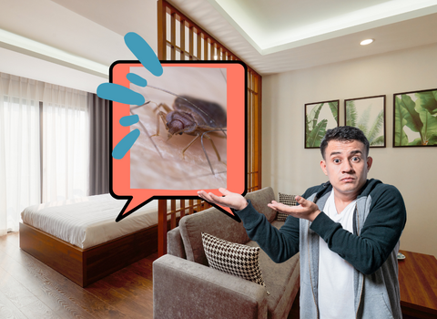 How_to_Get_Rid_of_Bed_Bugs_on_Couches_1
