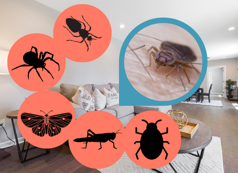 What_Insects_Eat_Bed_Bugs_1