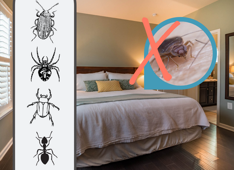 What_Insects_Eat_Bed_Bugs_4