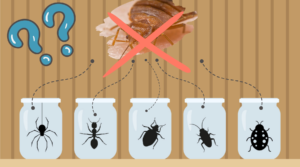 What_Insects_Eat_Bed_Bugs_feature