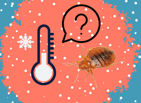 What_Temperature_Do_Bed_Bugs_Freeze_at_1