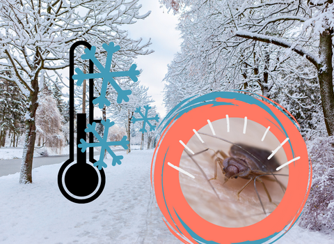 What_Temperature_Do_Bed_Bugs_Freeze_at_2