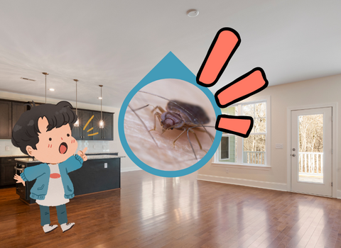 Why_are_Bed_Bugs_Crawling_on_Ceiling_After_Treatment_2