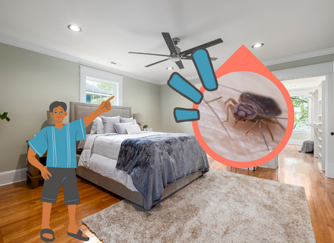 Why_are_Bed_Bugs_Crawling_on_Ceiling_After_Treatment_3