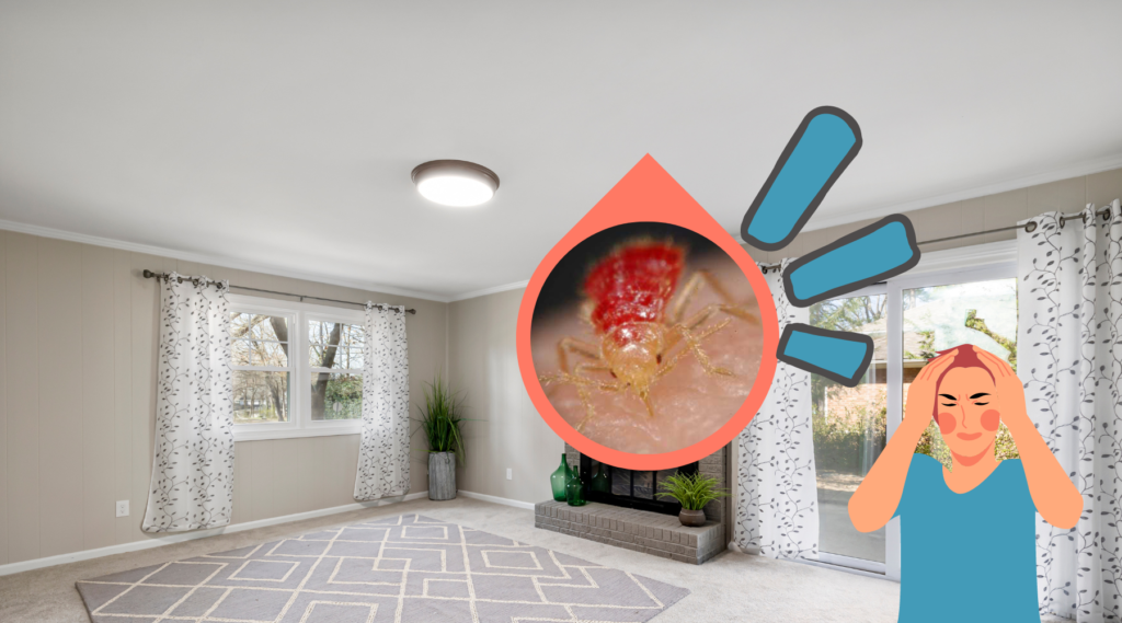 Why are Bed Bugs Crawling on Ceiling After Treatment?
