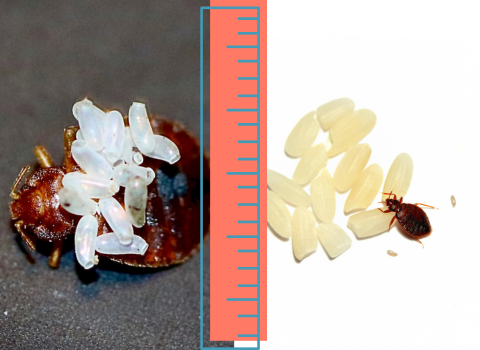 What is the Typical Bed Bug Egg Size? - thebedbugpress.com