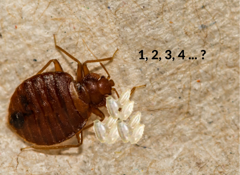 What is the Typical Bed Bug Egg Size? – thebedbugpress.com