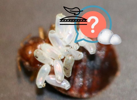 What is the Typical Bed Bug Egg Size? – thebedbugpress.com