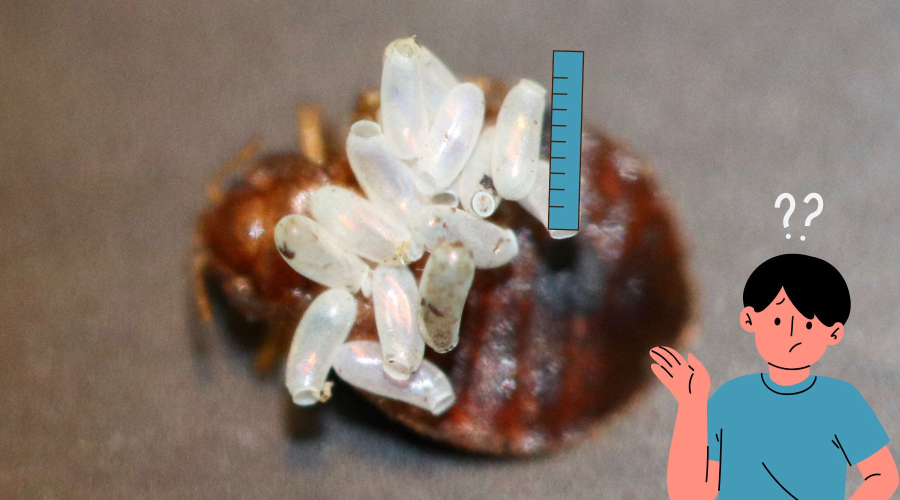 Bed_Bug_Egg_Size_feature