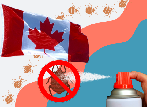 Bed_Bug_Sprays_in_Canada_4