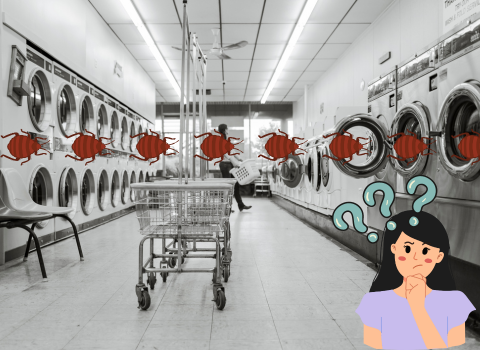 Can_You_Get_Bed_Bugs_from_the_Laundromat_2