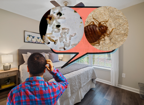 What_Kills_Bed_Bugs_and_Their_Eggs_2