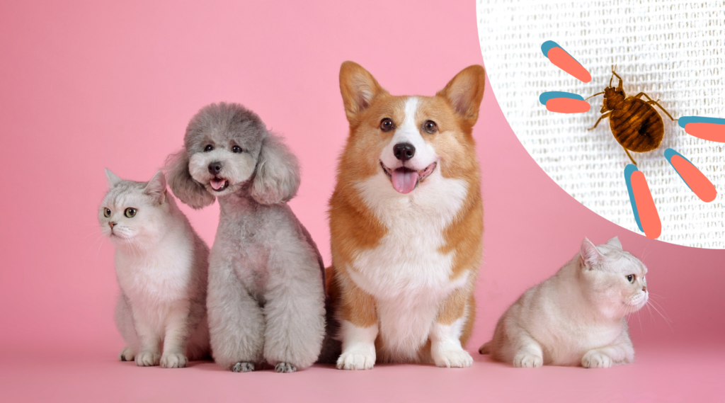 bed-bugs-and-pets-can-pets-carry-bed-bugs-thebedbugpress