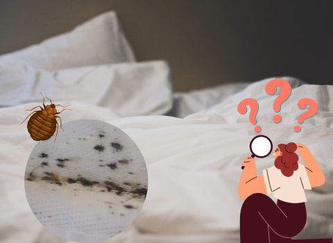 Bed_Bug_Poop_on_Sheets_3