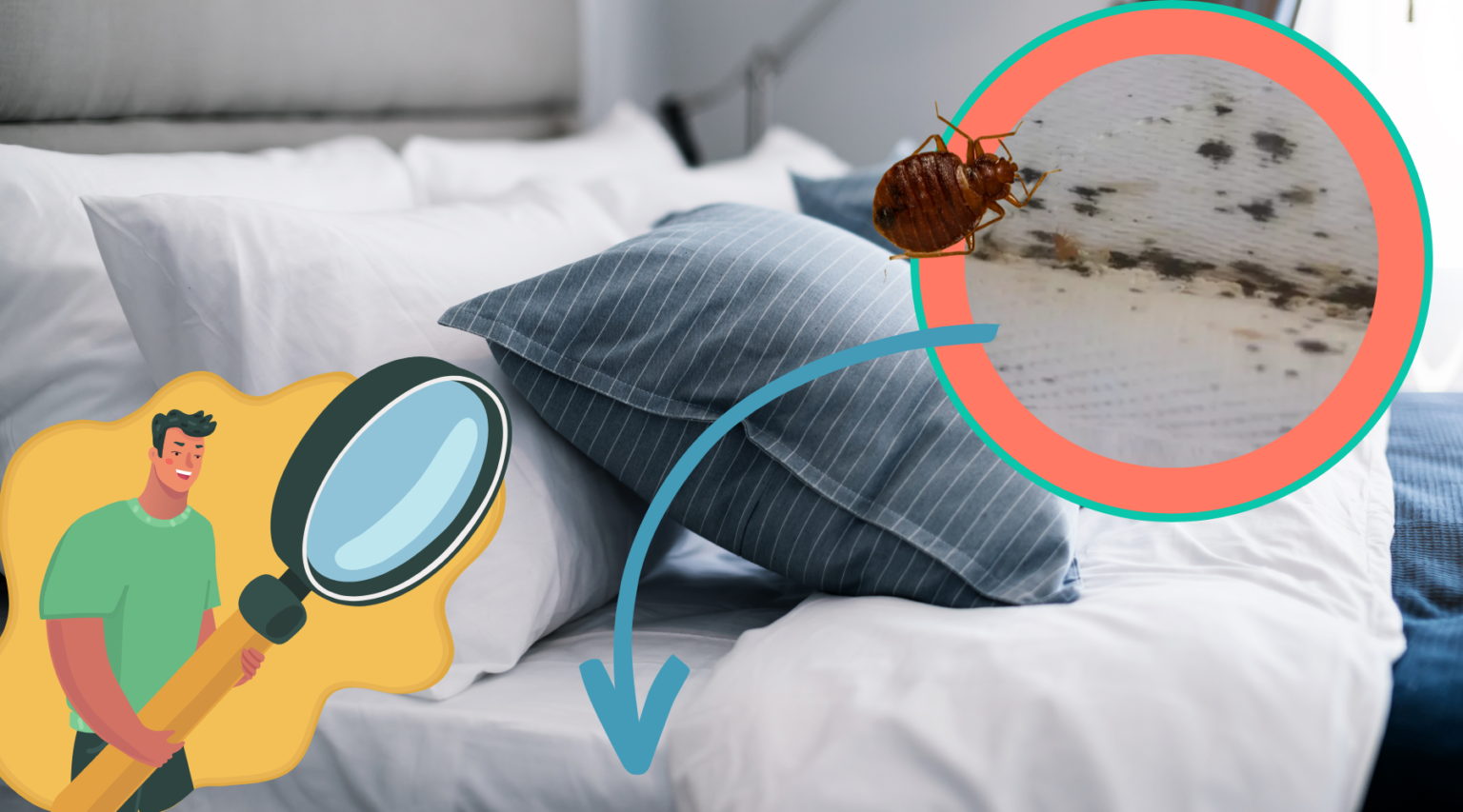 What Does Bed Bug Poop on Sheets Look Like? - thebedbugpress.com