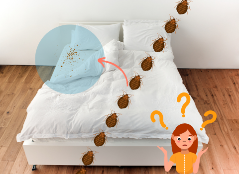 Bed_Bugs_Spots_on_Sheets_1