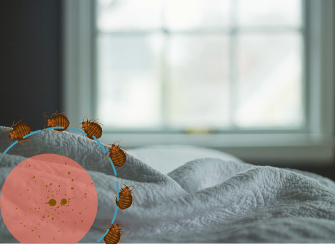 Bed_Bugs_Spots_on_Sheets_3