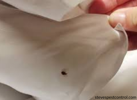 Bed_Bugs_on_Sheets_Images_1