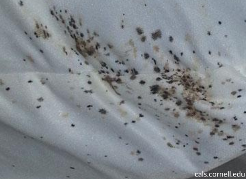 Bed_Bugs_on_Sheets_Images_2