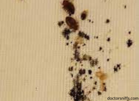 Bed_Bugs_on_Sheets_Images_3