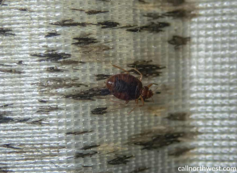 Bed_Bugs_on_Sheets_Images_4