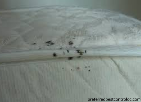 Bed_Bugs_on_Sheets_Images_5