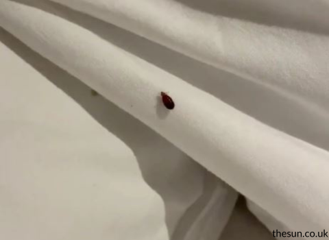 Bed_Bugs_on_Sheets_Images_6